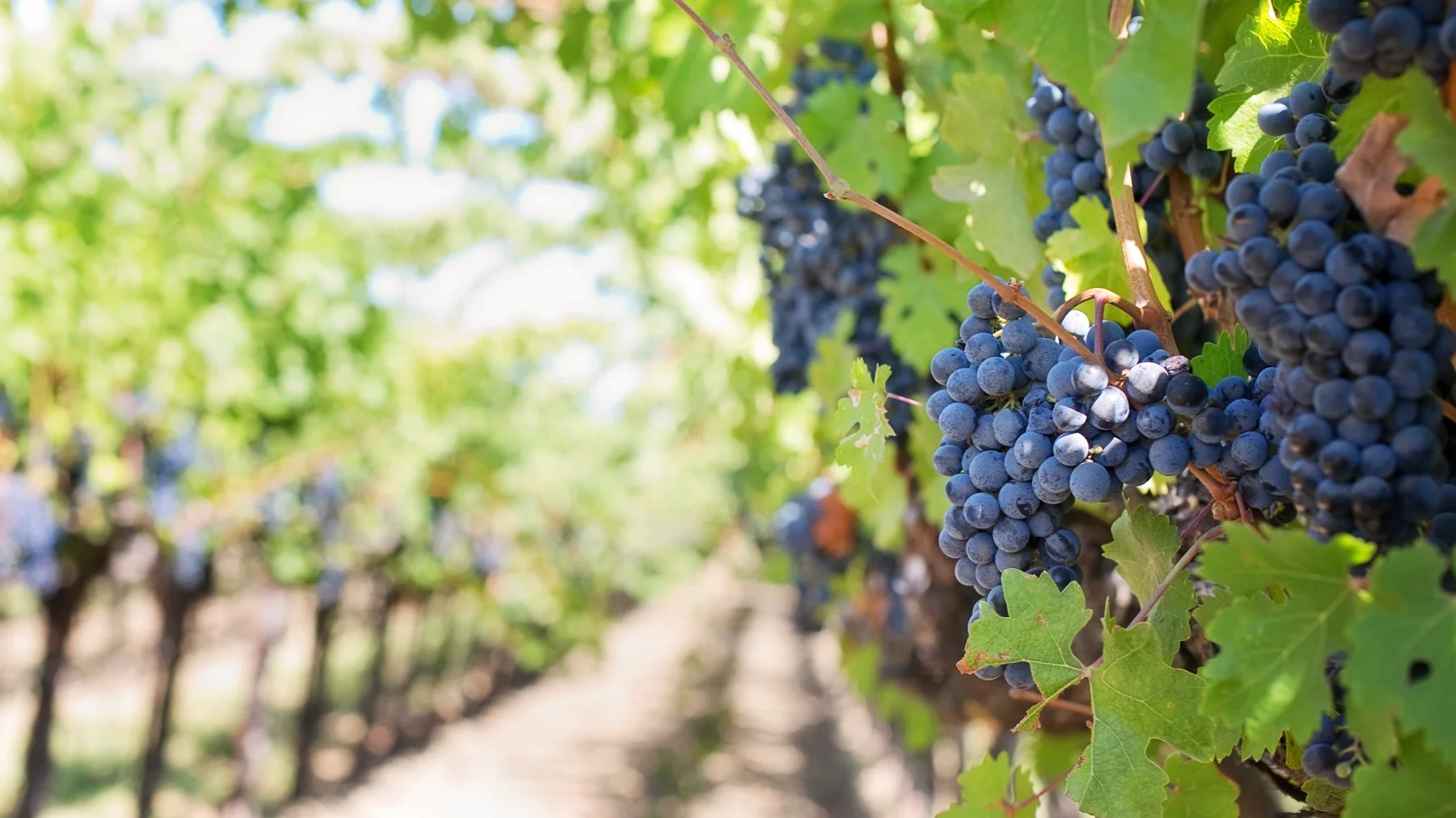 Ripe grapes at McC