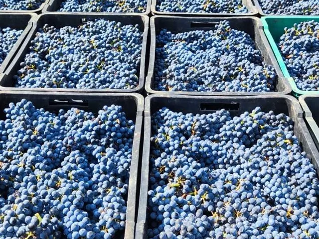 Crates at harvest
