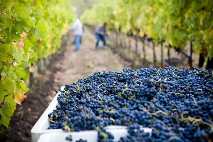 Grapes being harvested by hand in the McCulloch vineyard