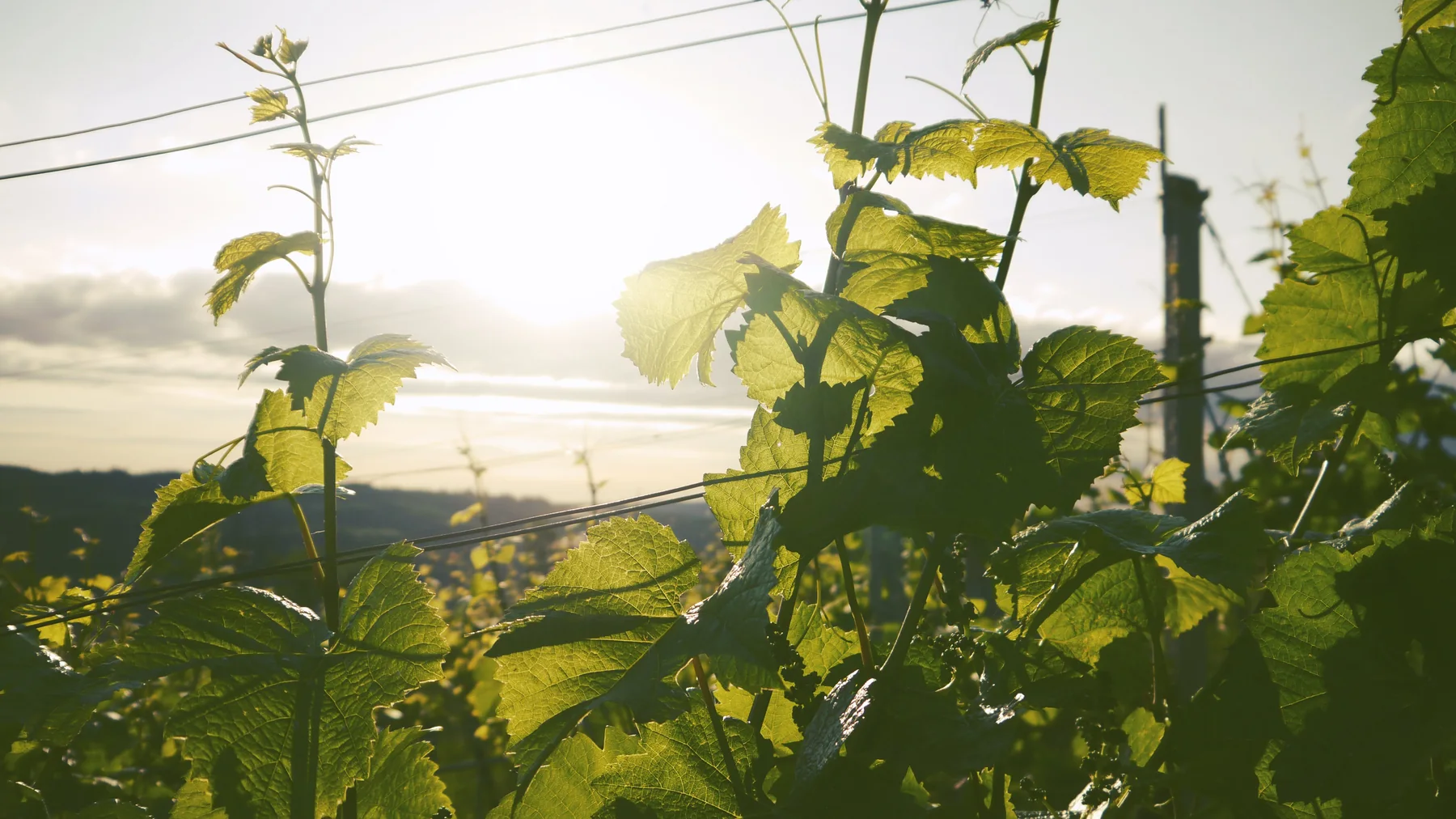 Sunlight through the McC vineyard in Fruška Gora